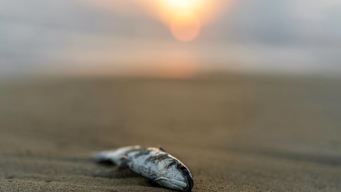 Śnięte ryby na brzegach Wisły pomiędzy mostem w Nowym Brzesku a miejscowością Hebdów.